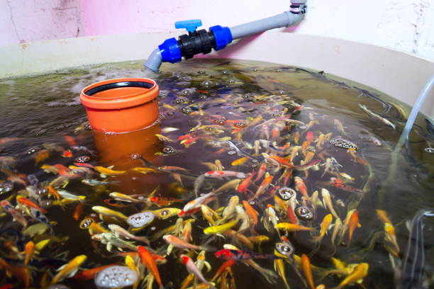Aquaponics: A Symbiotic Approach to Agriculture