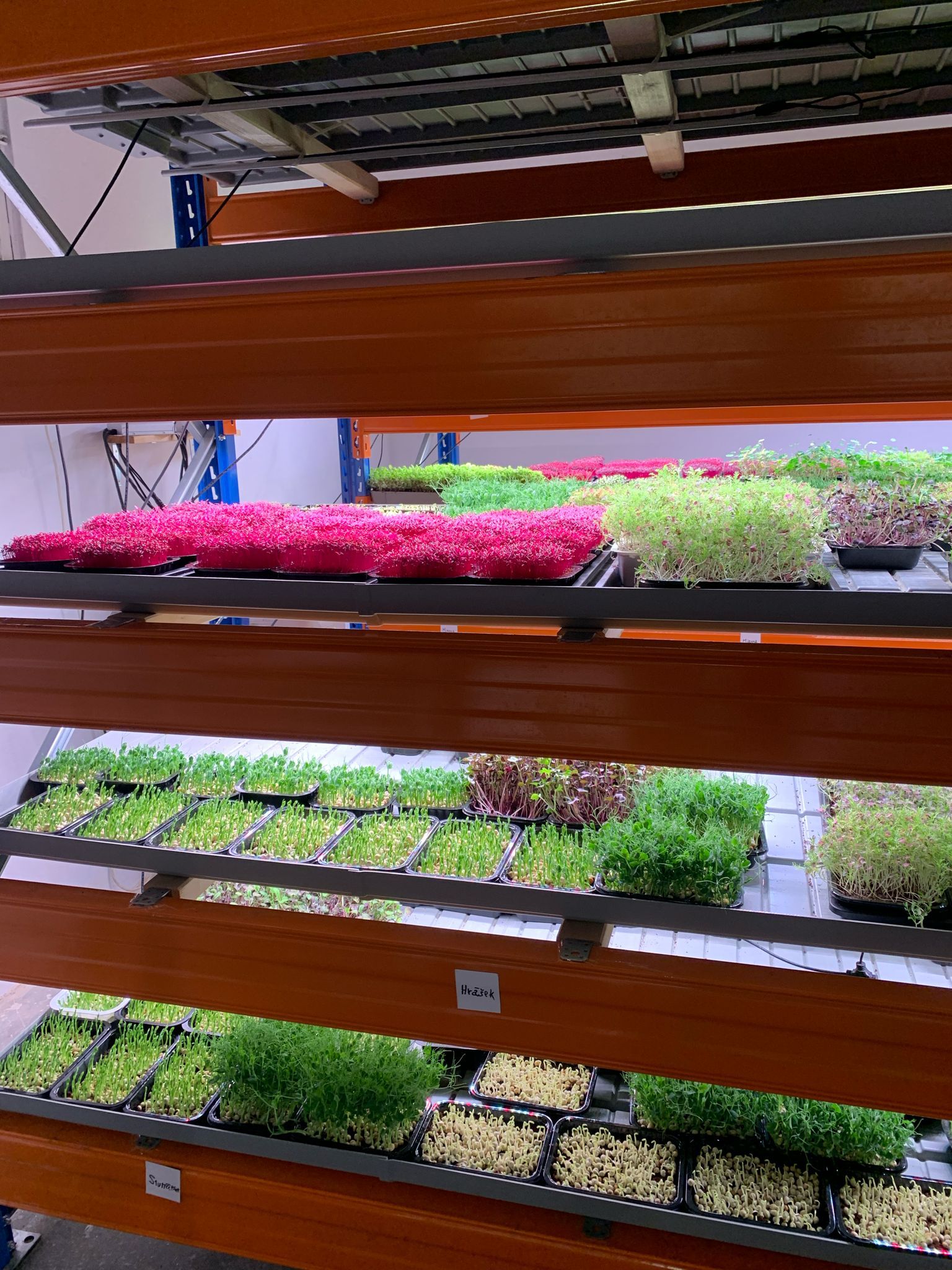 Herbs in Vertical Farms: A Flavorful Solution