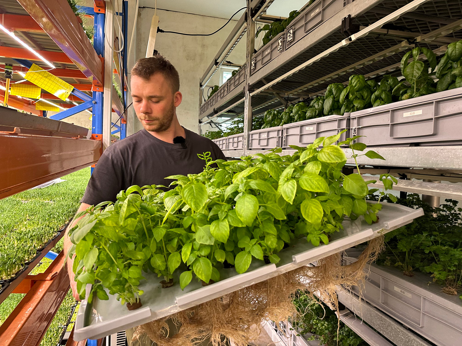 Aeroponics: The Future of Farming