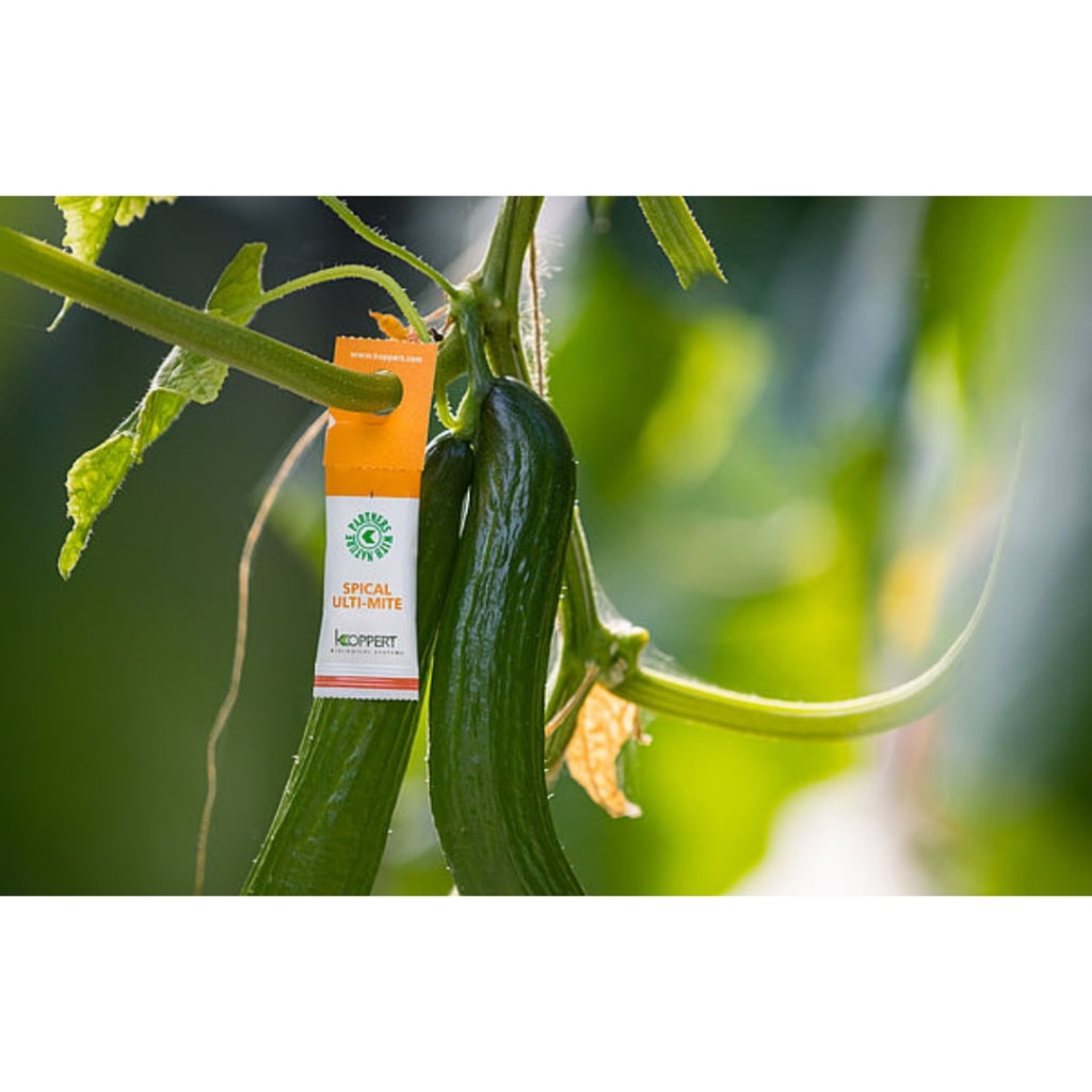 Amblyseius – Spider mite
