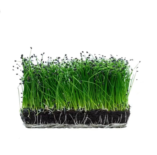 Purjo Microgreens Luomu