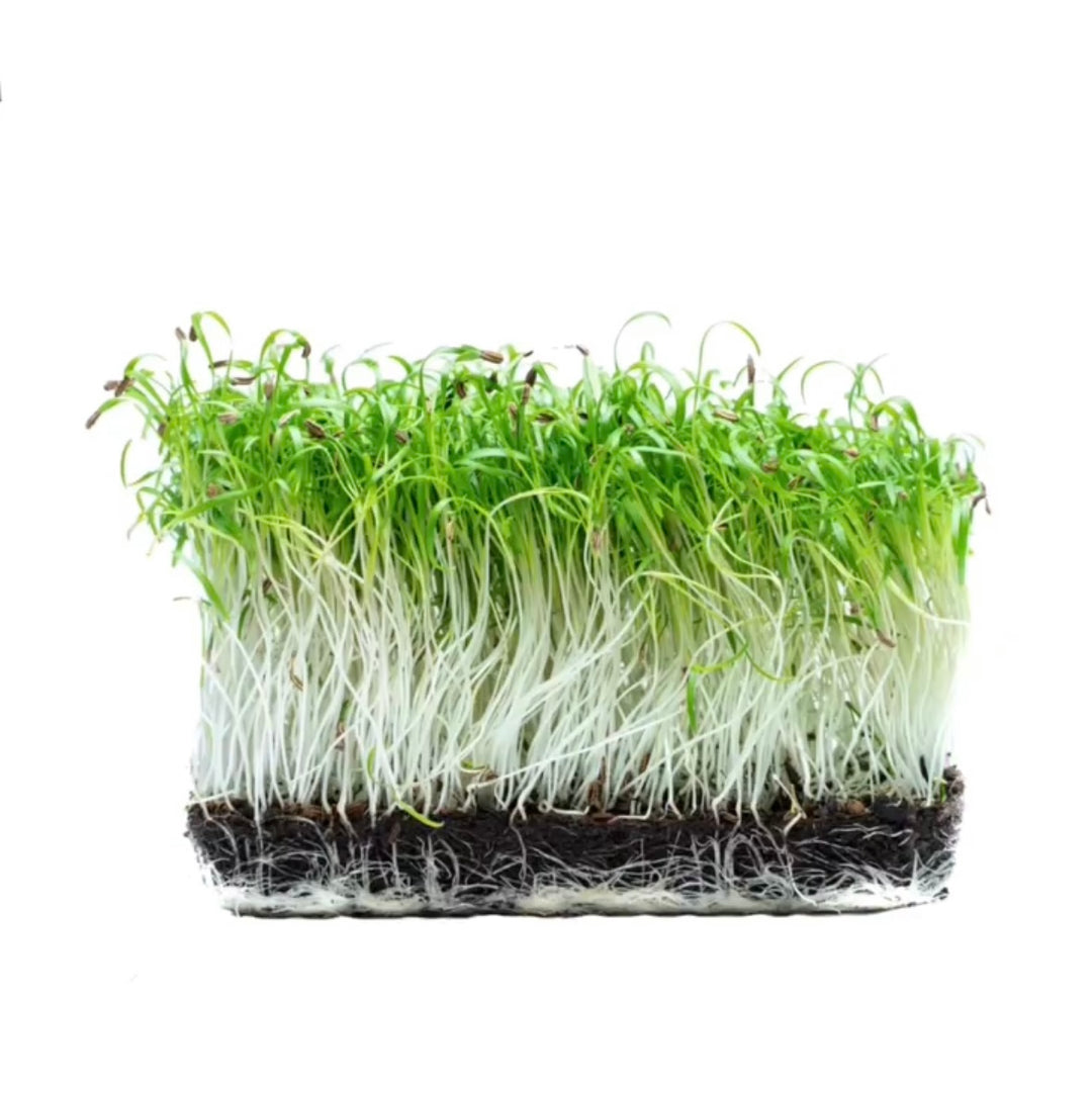 Fenkoli Microgreens Luomu
