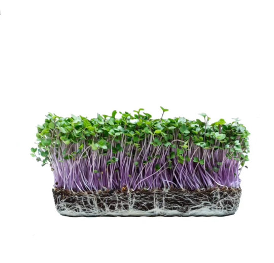 kyssäkaali Microgreens Luomu