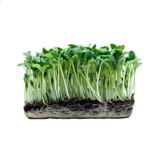 Økologiske mikrogrøntsager fra borago