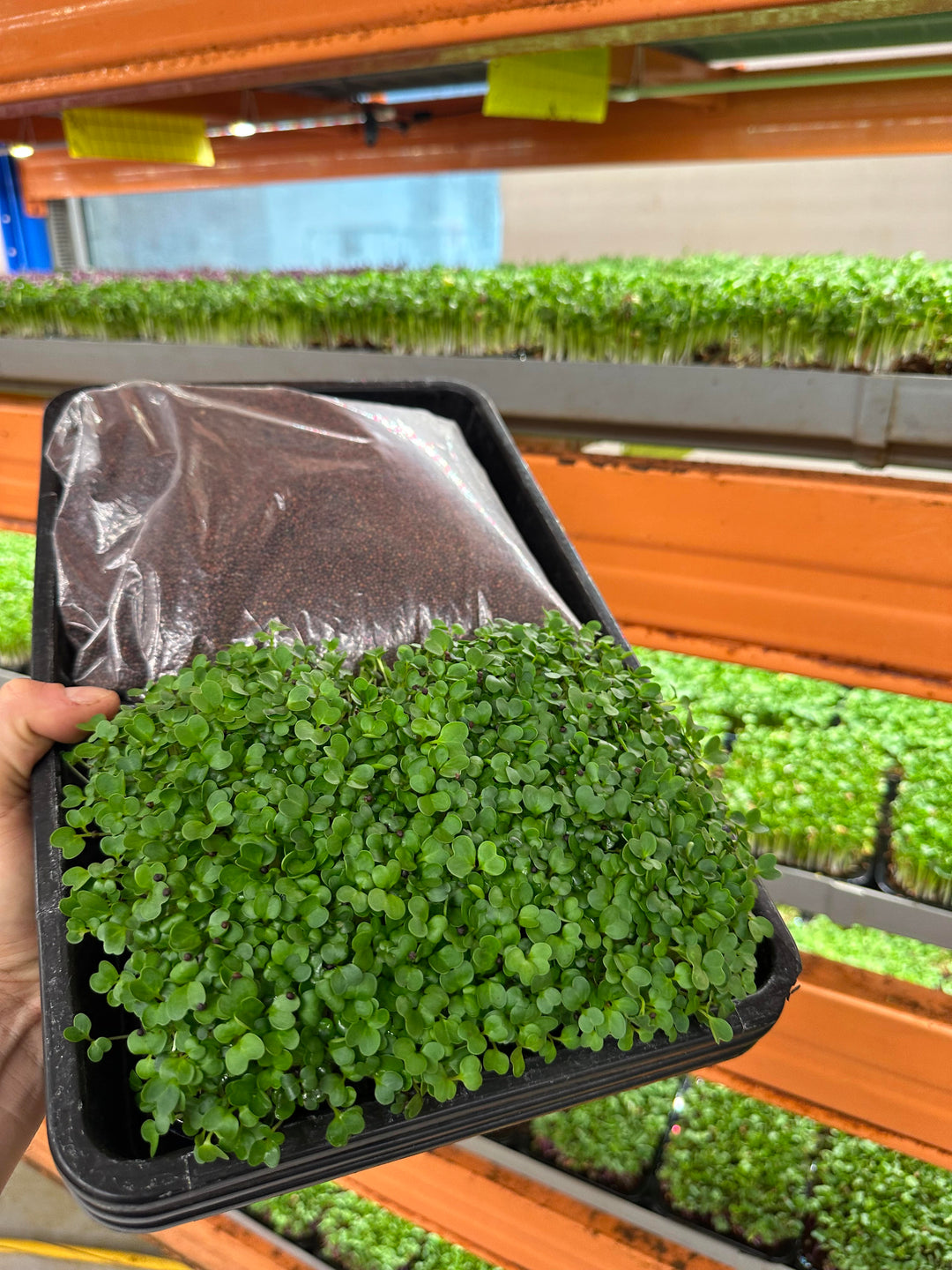 Growkit Brocolli