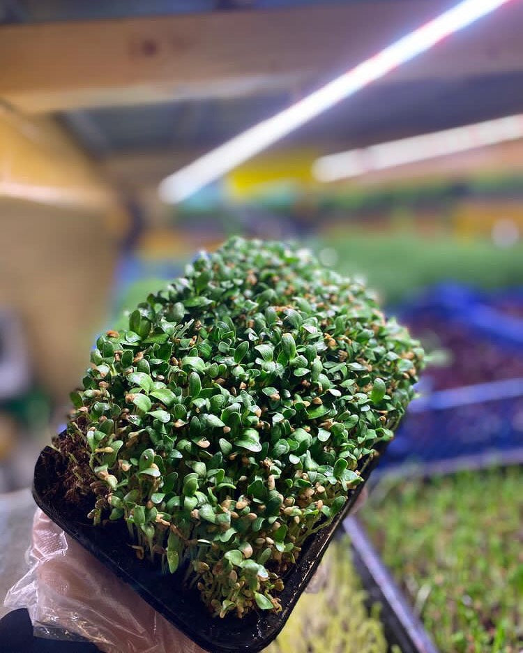 8 x Ammattimainen LED-kasvivalo pystysuuntaiseen viljelyyn 120 cm