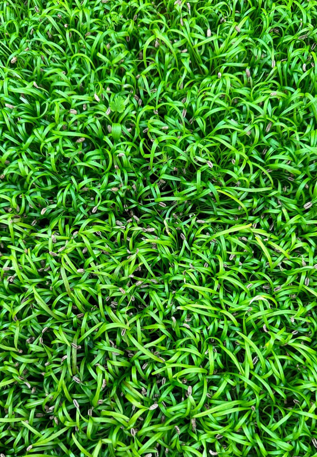 Fenkoli Microgreens Luomu