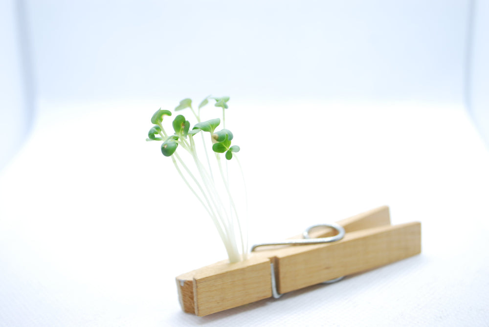 Green Mustard Microgreens Organic
