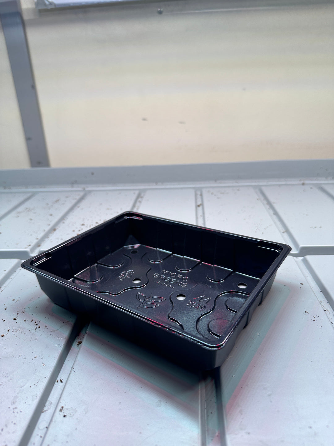 Microgreens begyndersæt