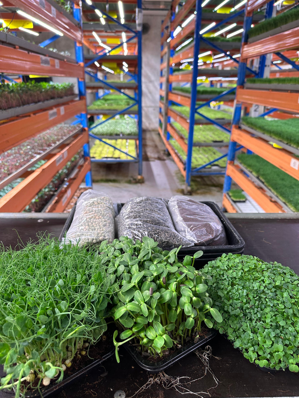 Growkit Brocolli, Peas & Sunflower