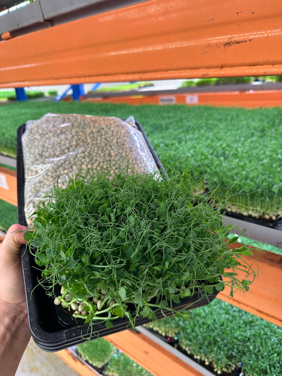 Growkit Peashots