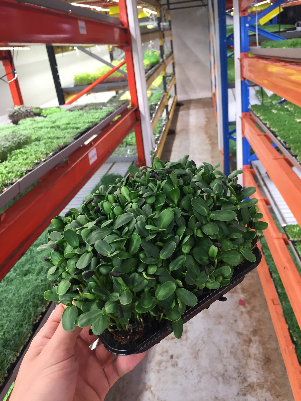 3 x LED vækstlys Microgreens lys 120 cm