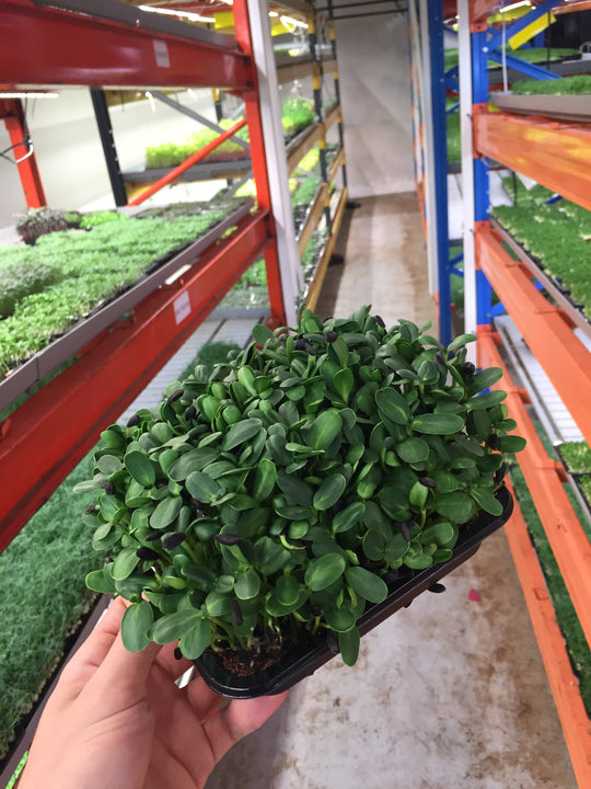 3 x LED vækstlys Microgreens lys 120 cm
