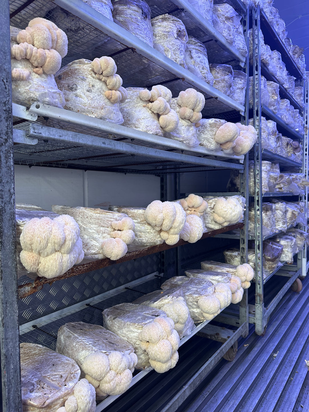 Mushroom Growbag 20'12'50 cm