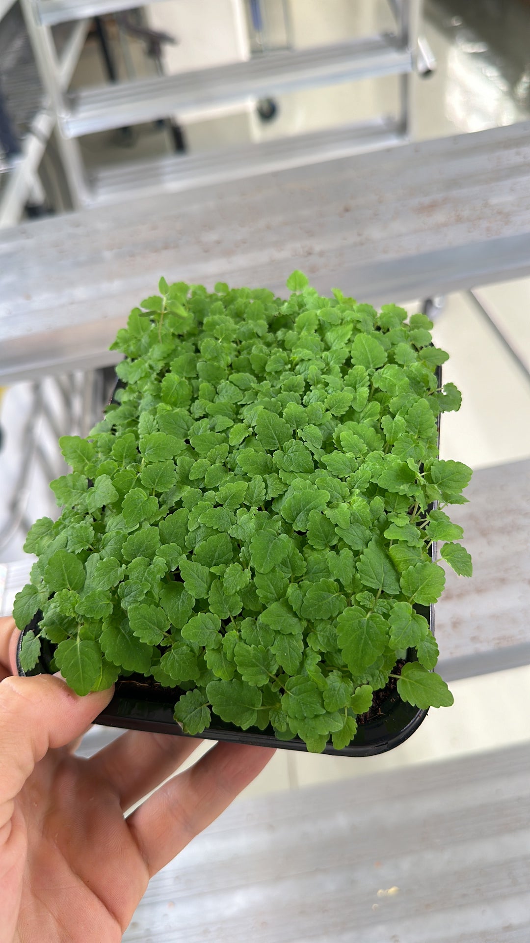 Lemon Balm