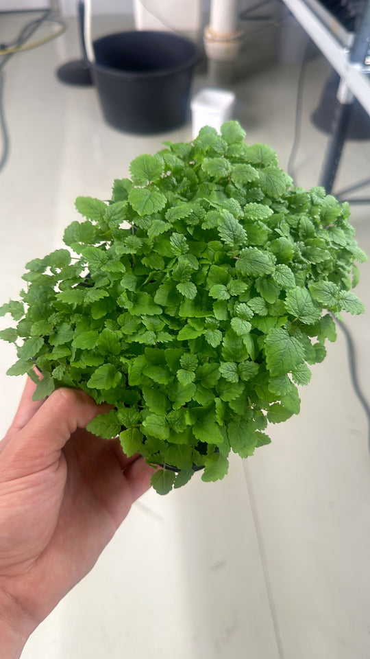 Lemon Balm