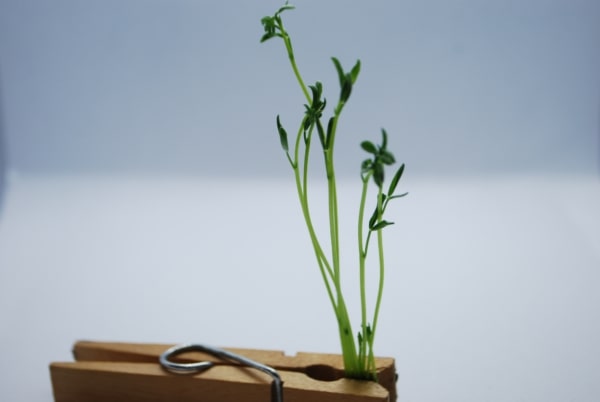 Lentil Microgreens Organic
