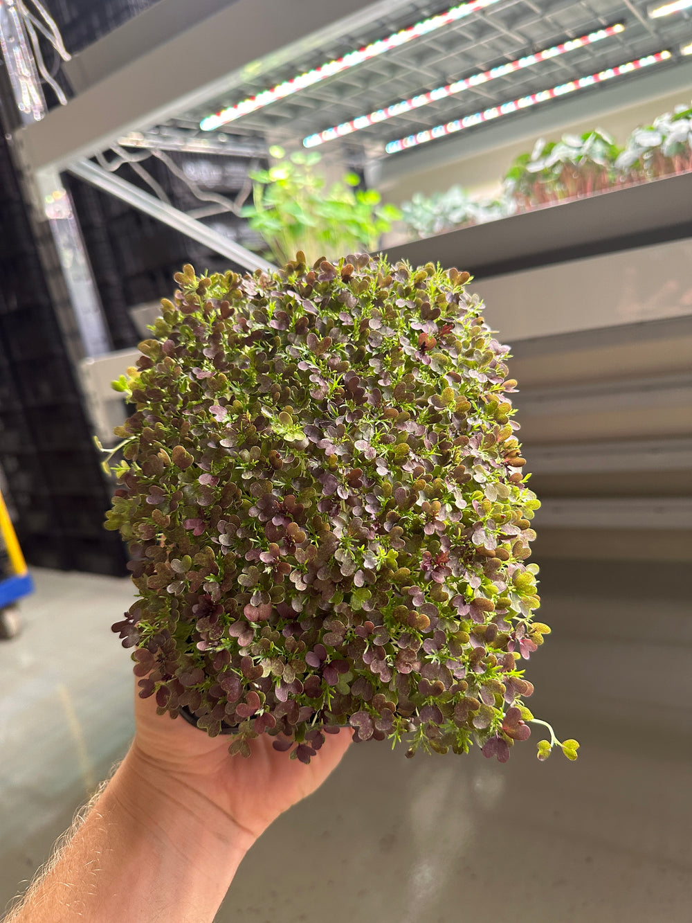 Mizuna Red