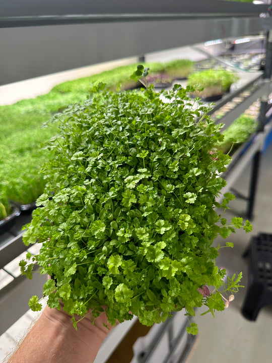 Parsley curly
