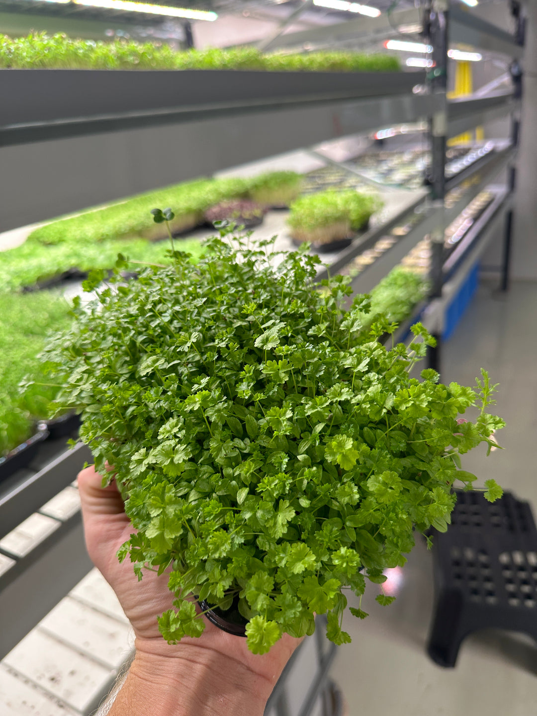 Parsley curly