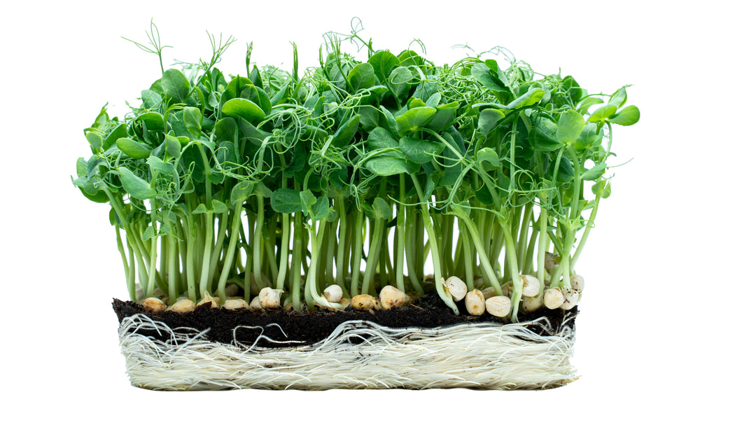 Microgreens begyndersæt