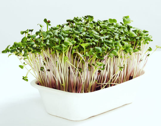 Green China Radish Organic