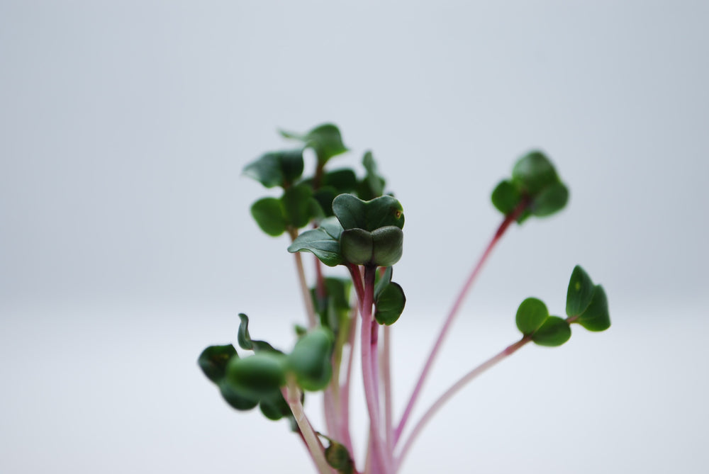 Pink Radish Microgreens Organic