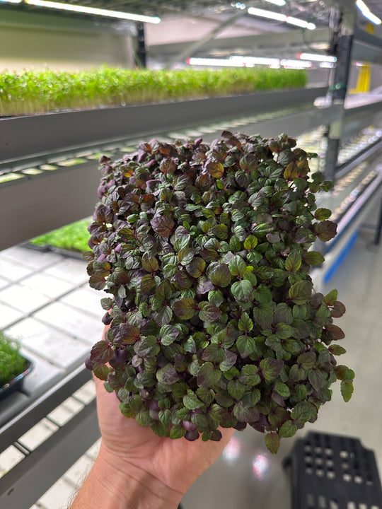 Shiso Bicolor Organic
