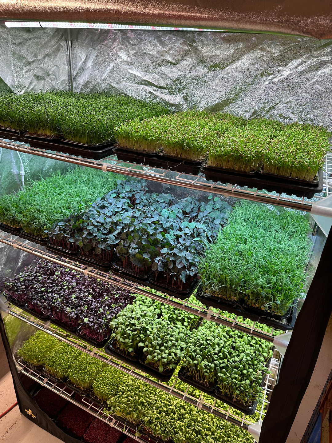 Microgreens Business Growtelt Kit Palle