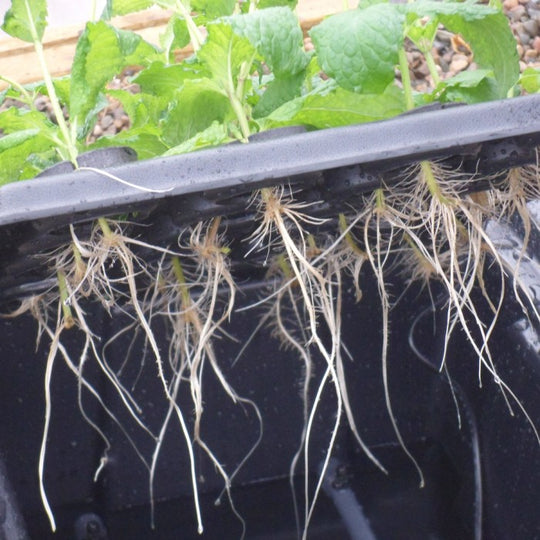 X-Stream Aeroponic -lisälaite