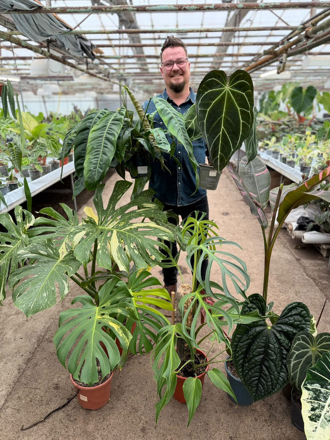 The Ultimate Guide to the Most Popular Tropical Houseplants