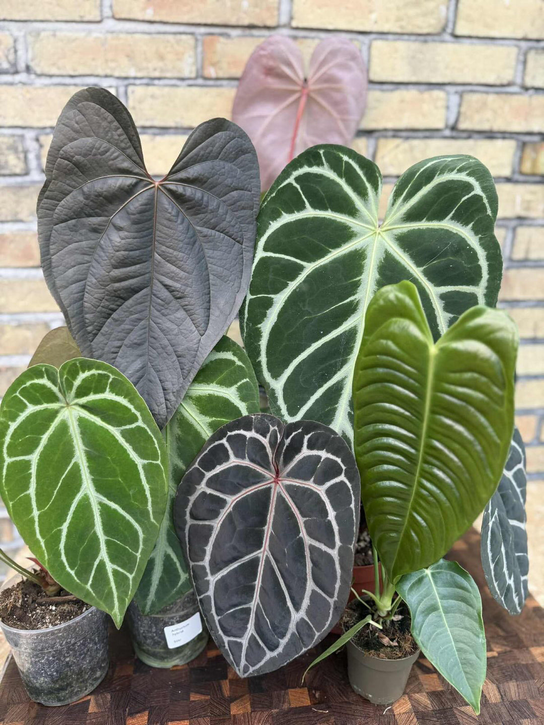 Cultivating Anthuriums: The Kings of Velvety Foliage