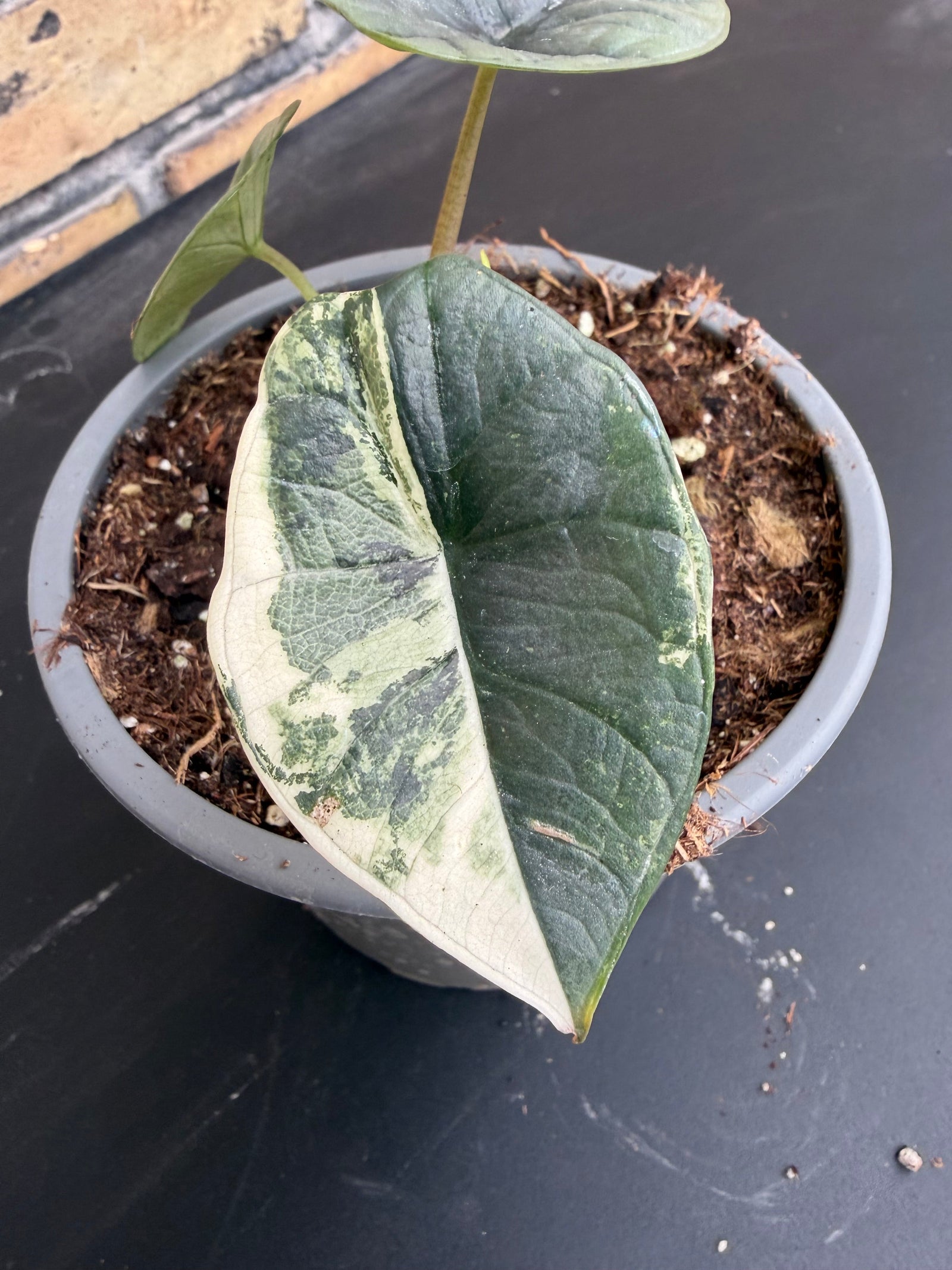 The Ultimate Guide to Propagating Rare Tropical Plants
