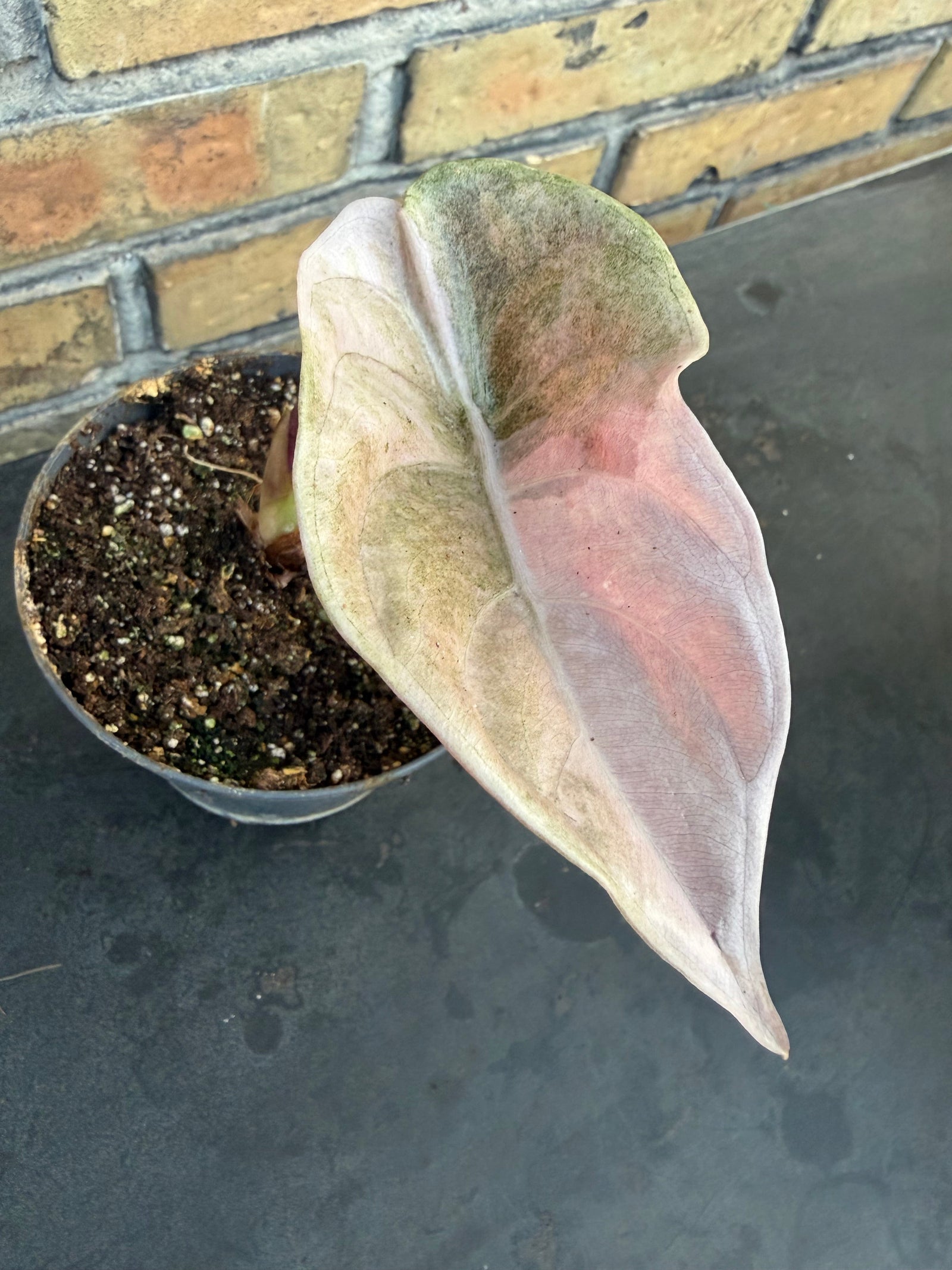 Is Alocasia Really as Difficult as Everyone Says?