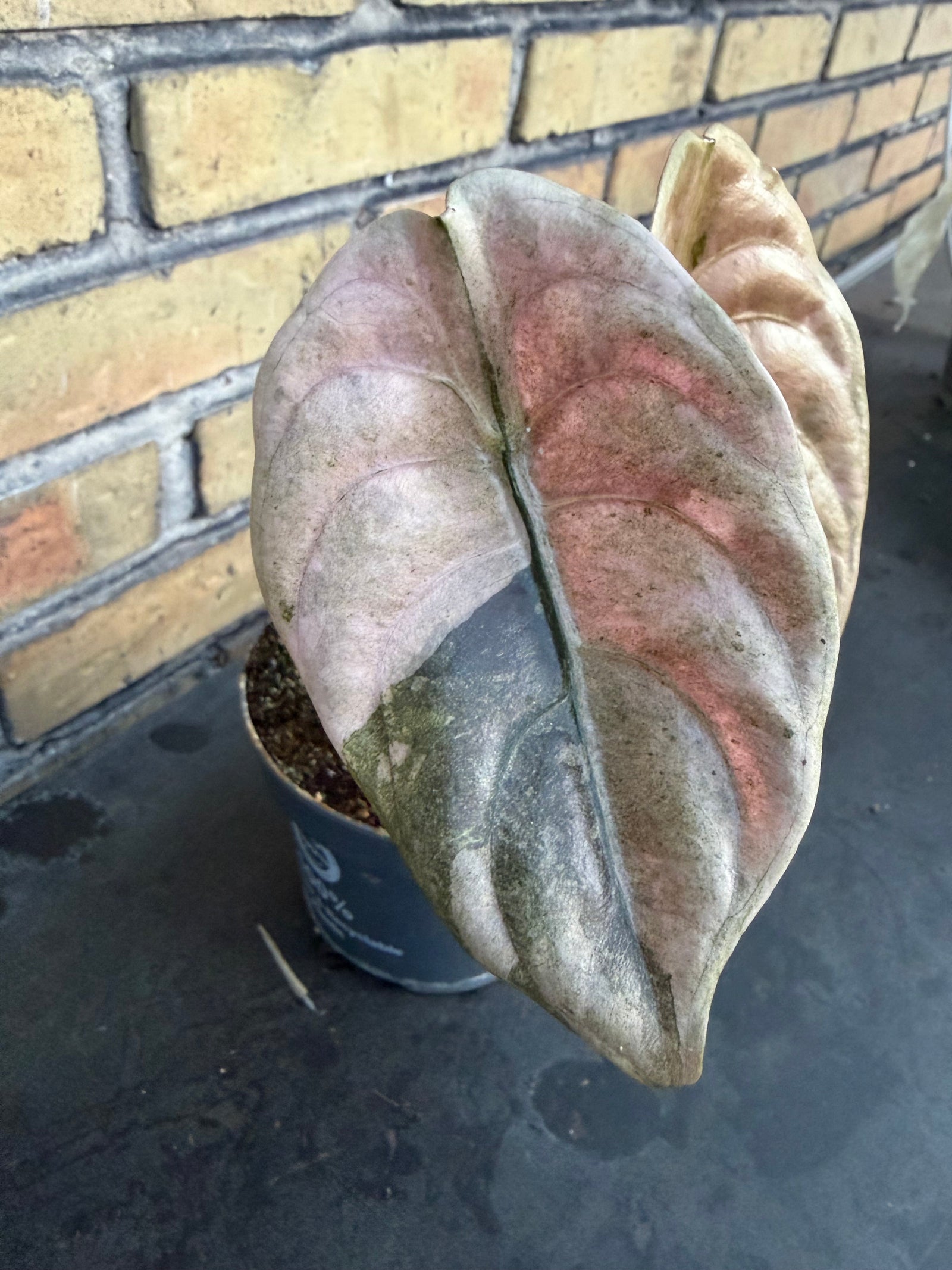 Can You Keep Alocasia in a Dry Climate?