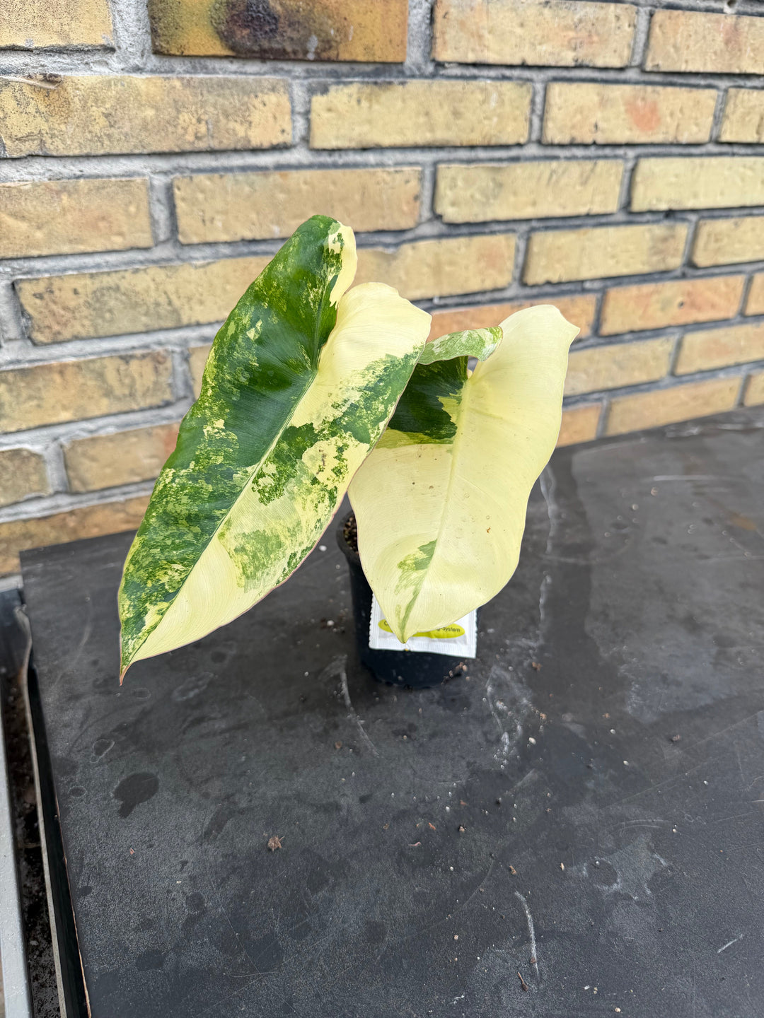 Mitä eroa on kirjavan ja tavallisen kasvin välillä?