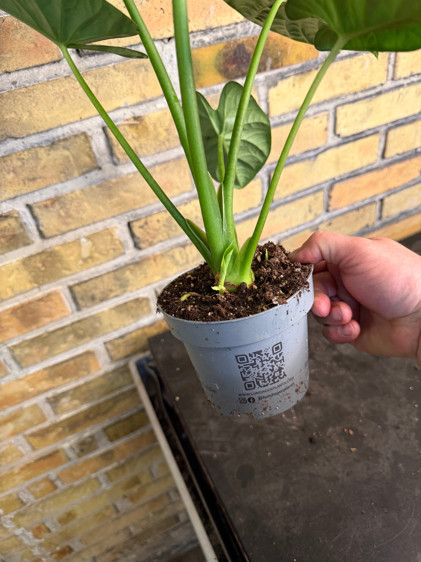 Why Is Aroid Soil Mix from Nordichydro a Great Choice for Tropical Indoor Plants?