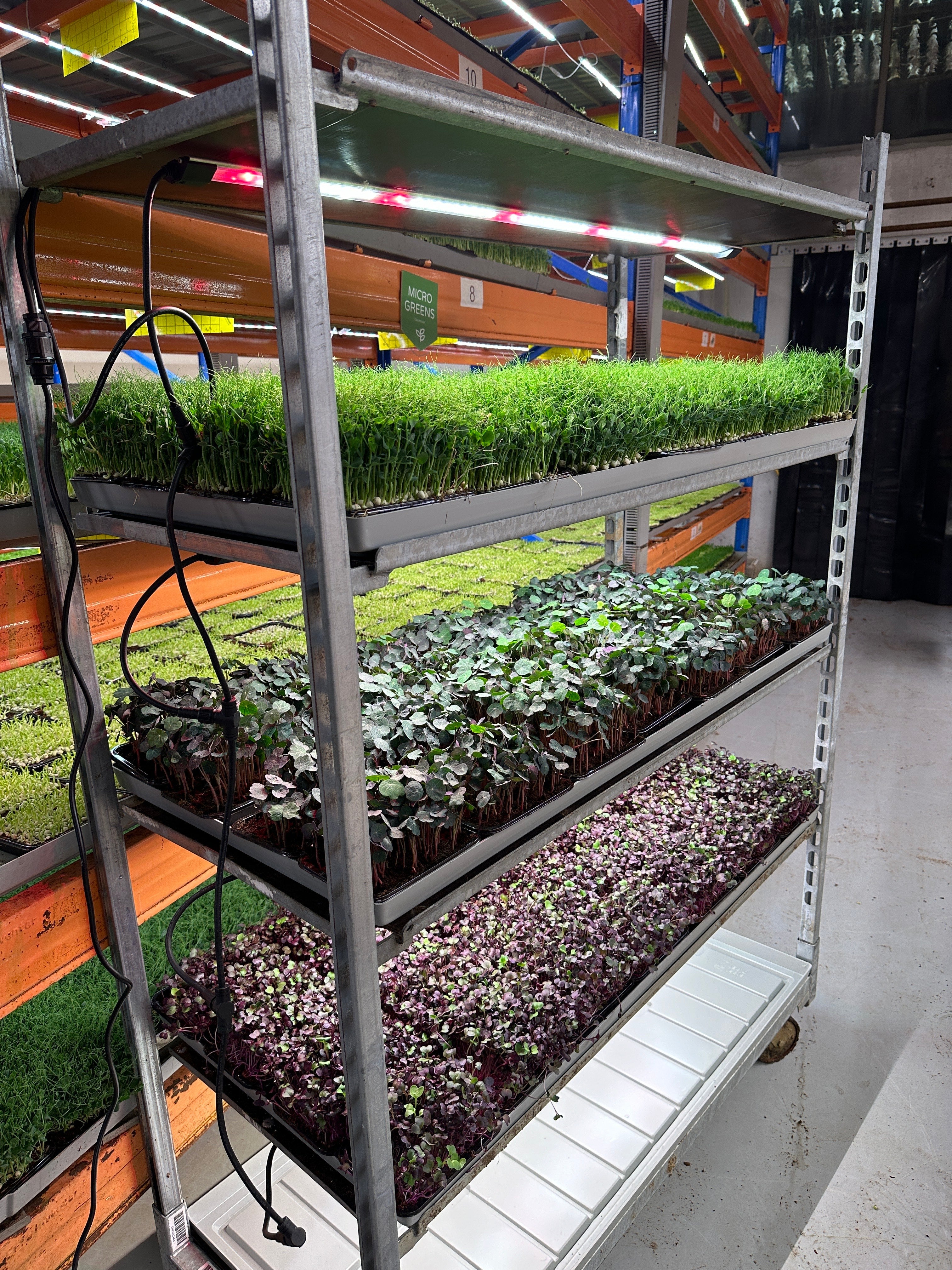 13+ Vertical Microgreen Garden Microgreens and Vertical Farming: A Perfect Match – Nordic Hydro