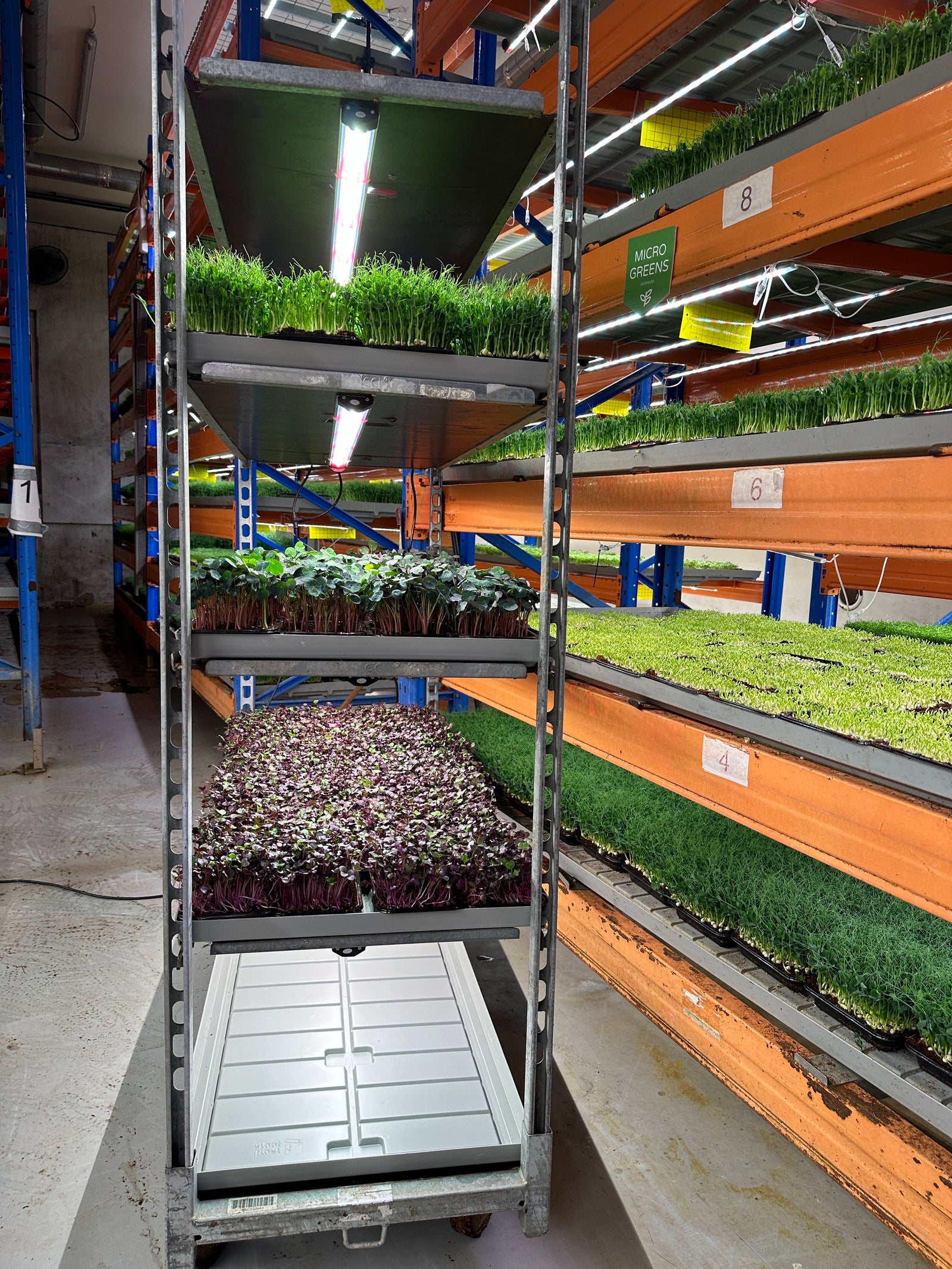 Why Choosing the Right Grow Light Matters