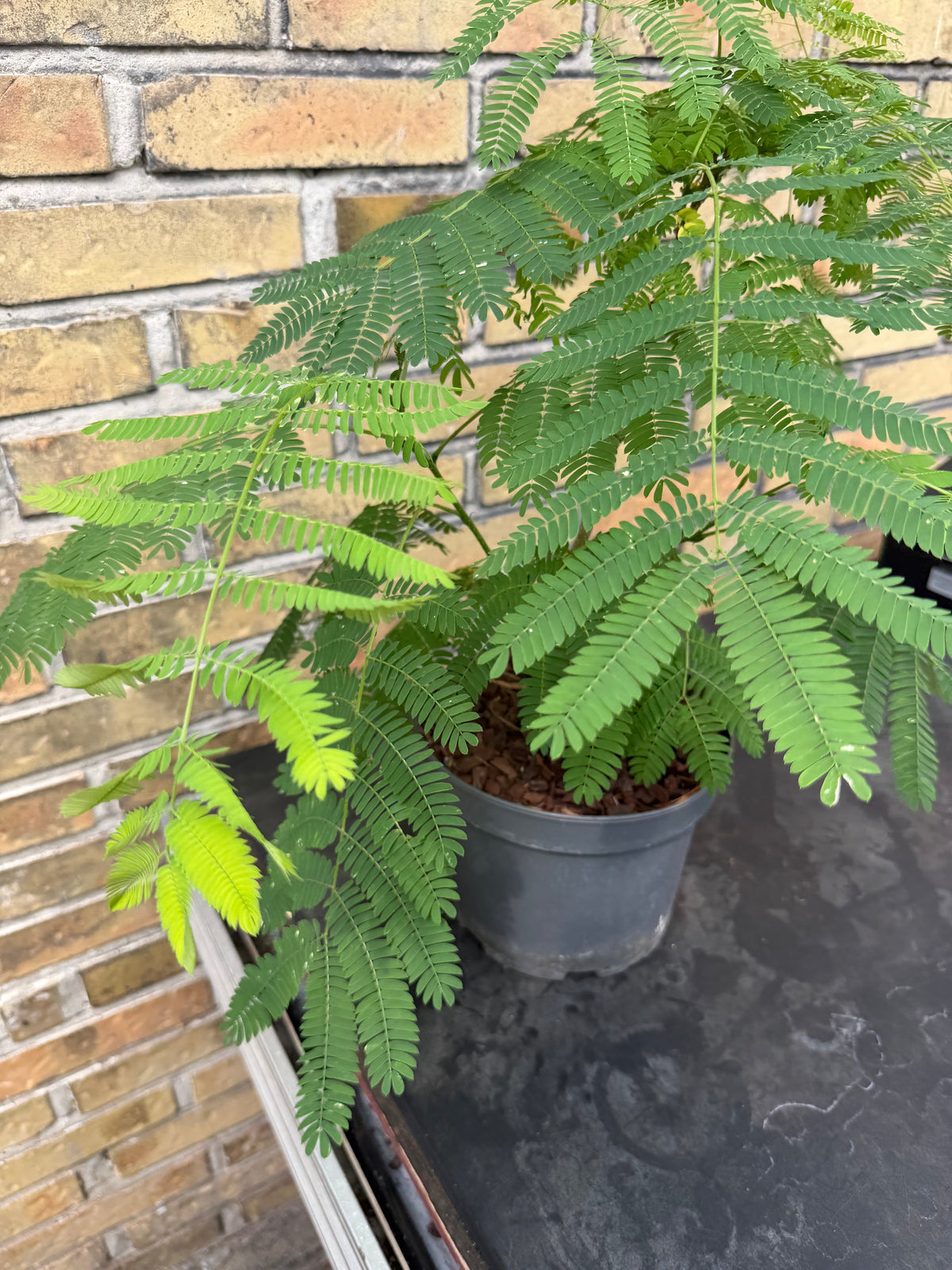 Unique Tropical And Exotic Plants as Decoration