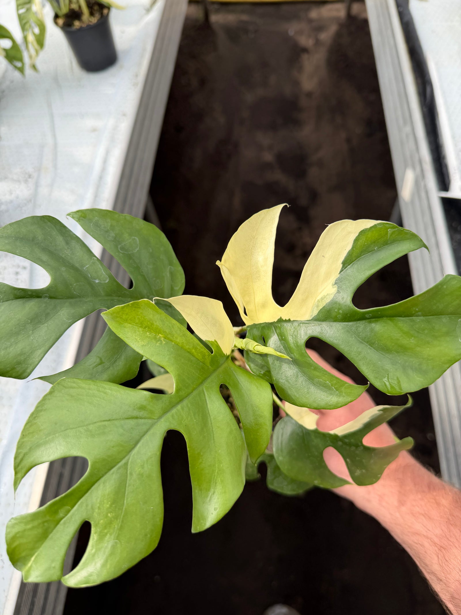 Plants for Collectors Of Exotic And Rare Tropical Plants