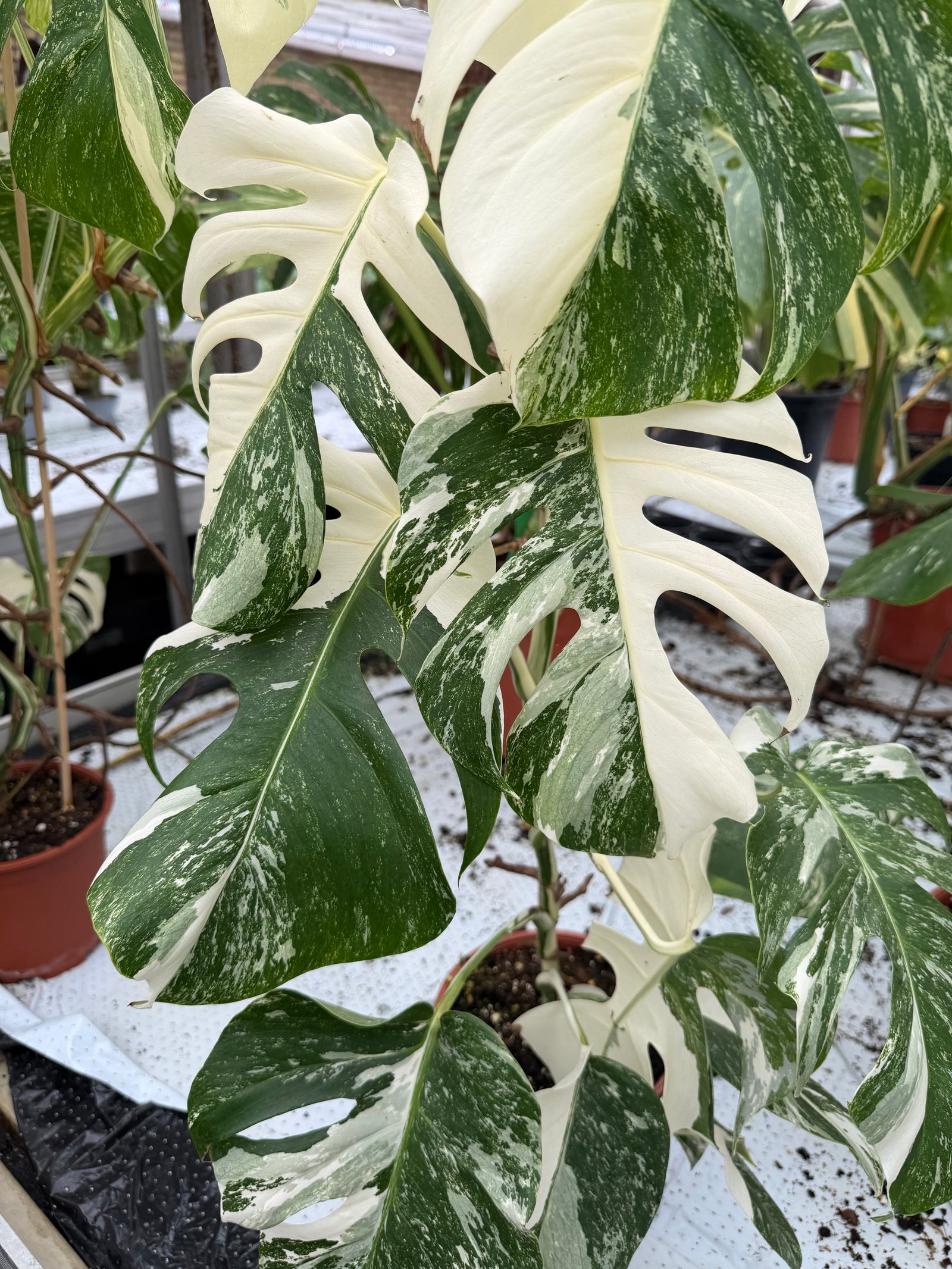 How Do You Use Unique Plants for Indoor Aesthetic Purposes?