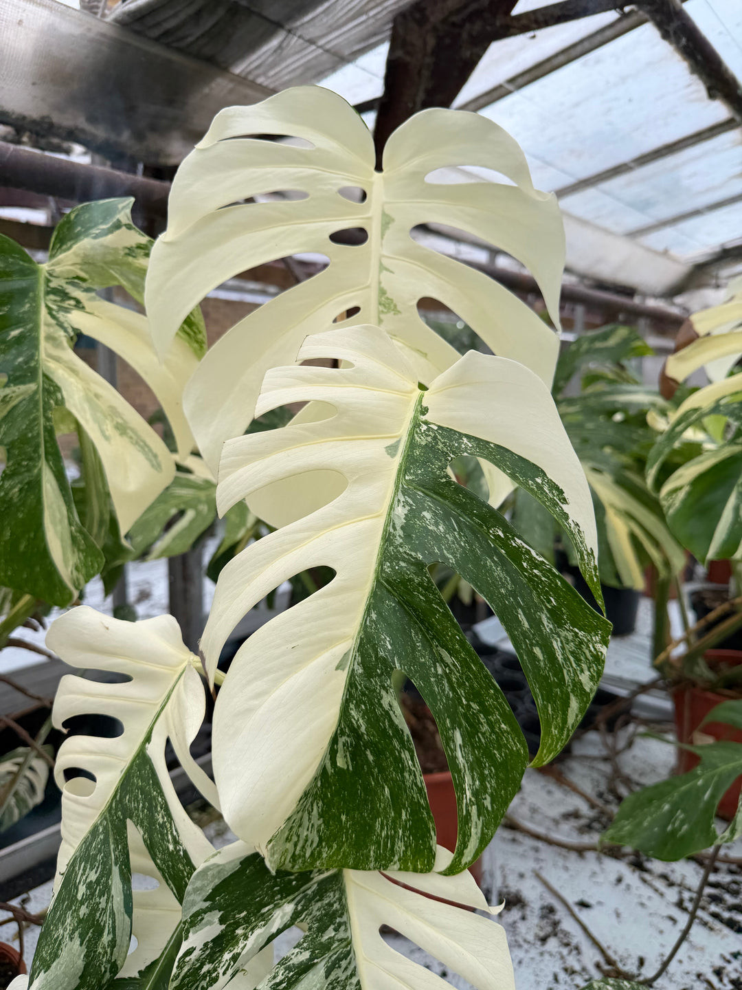 Exotic Rare Tropical Plants as Decoration