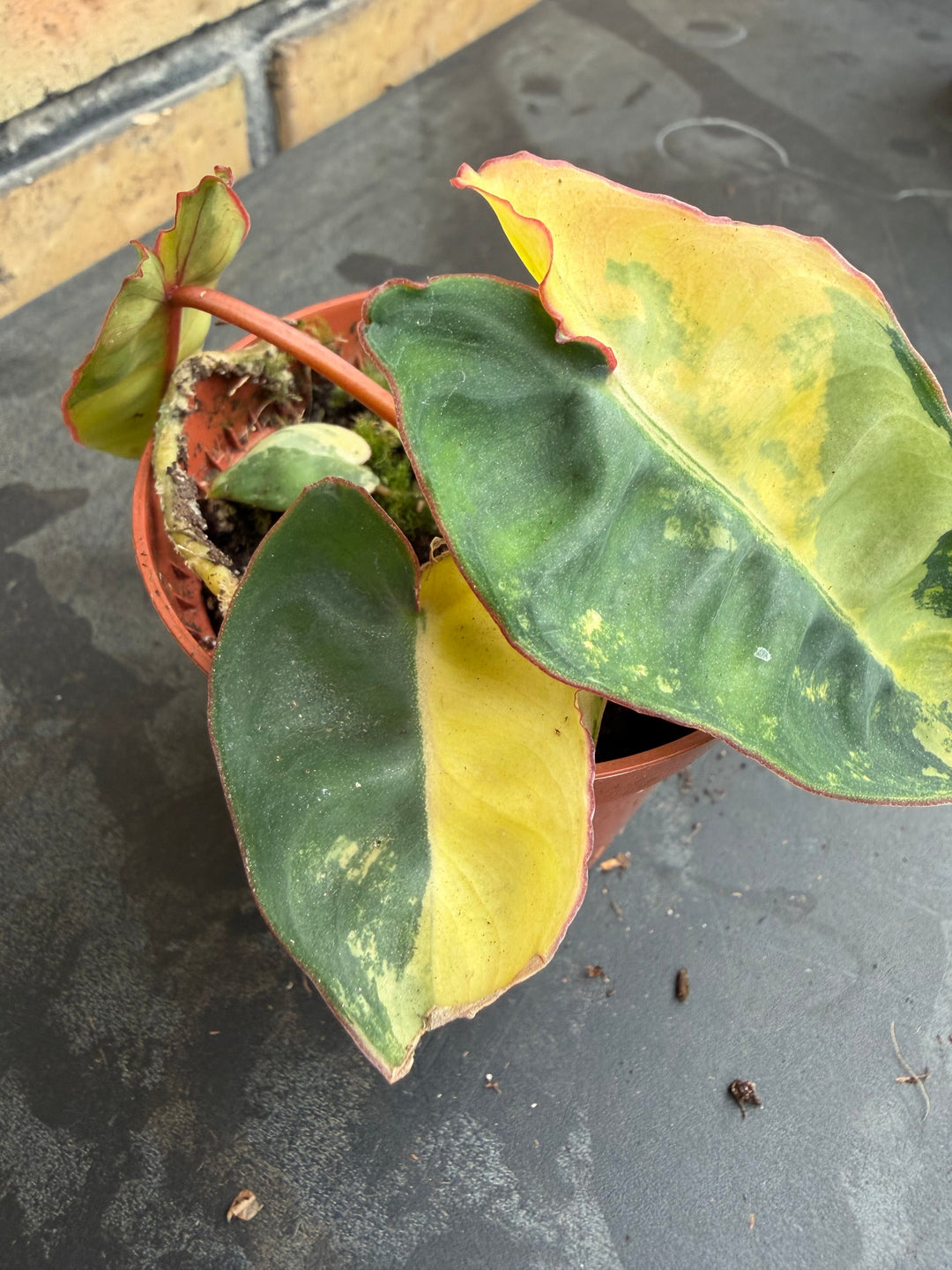 Tropical And Exotic Plants Grown Indoors