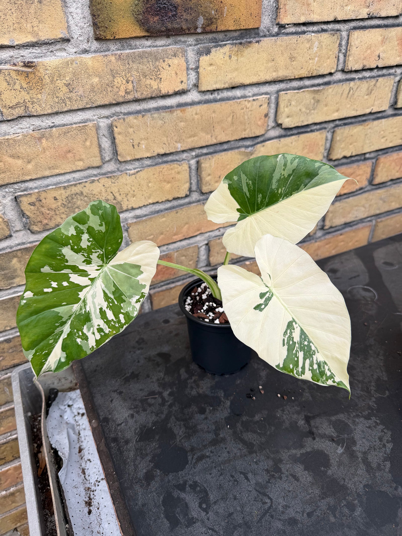 Where Do You Find Special Plants That Are Not Available Everywhere?