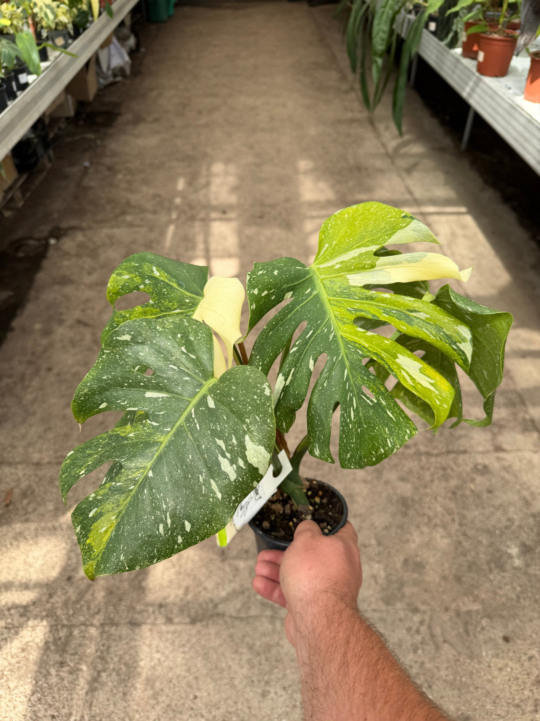 What Rare Tropical Plants Are Ideal for Collection Purposes?