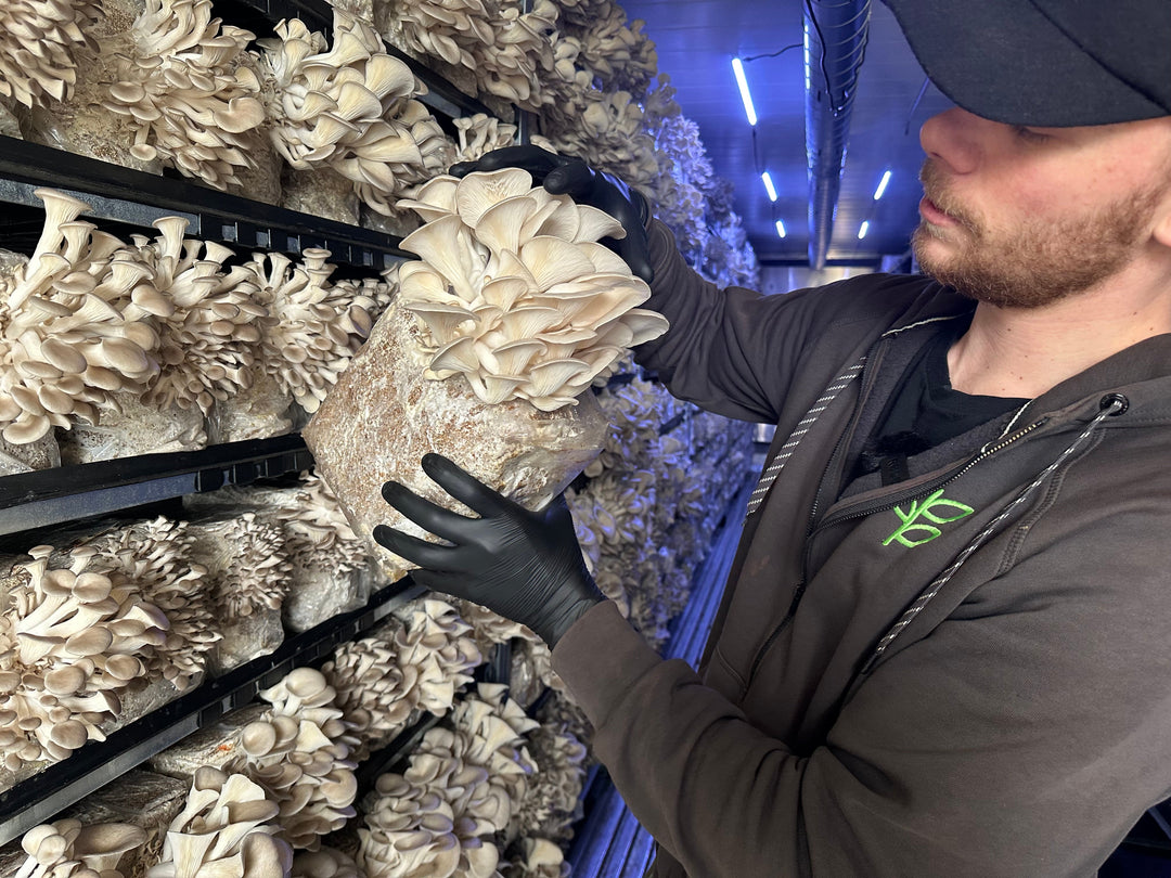 How Do Oyster Mushroom Fruiting Blocks Work?
