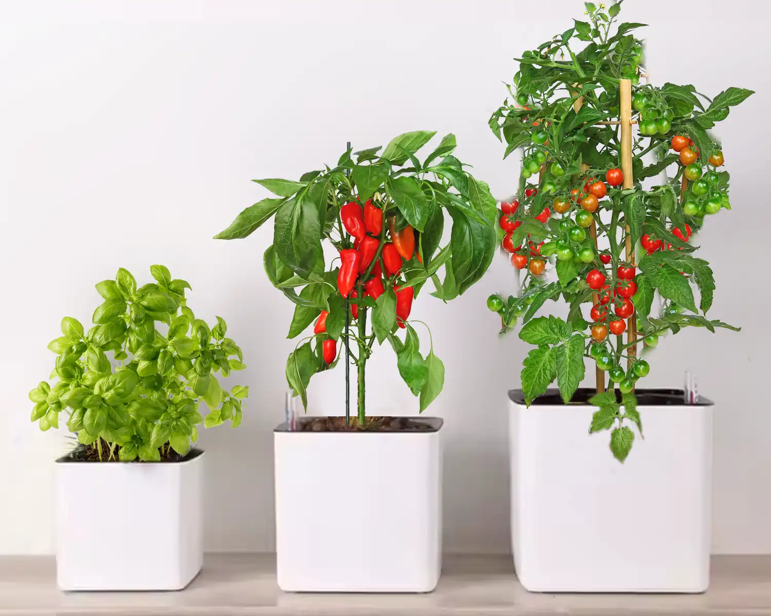 How to Care for Indoor Tropical Plants in Self-Watering Pots