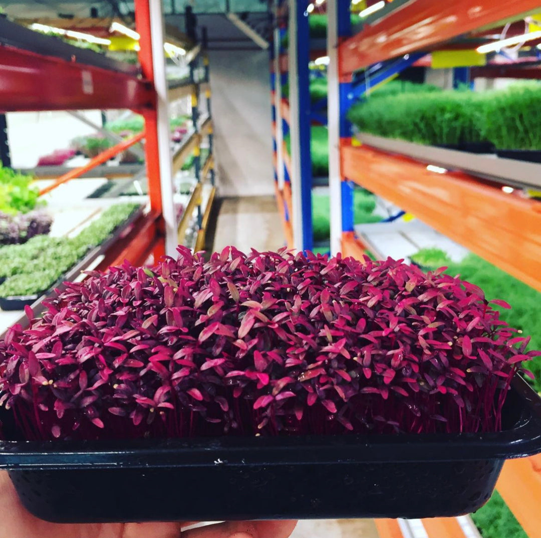 Microgreens: A Tiny Powerhouse