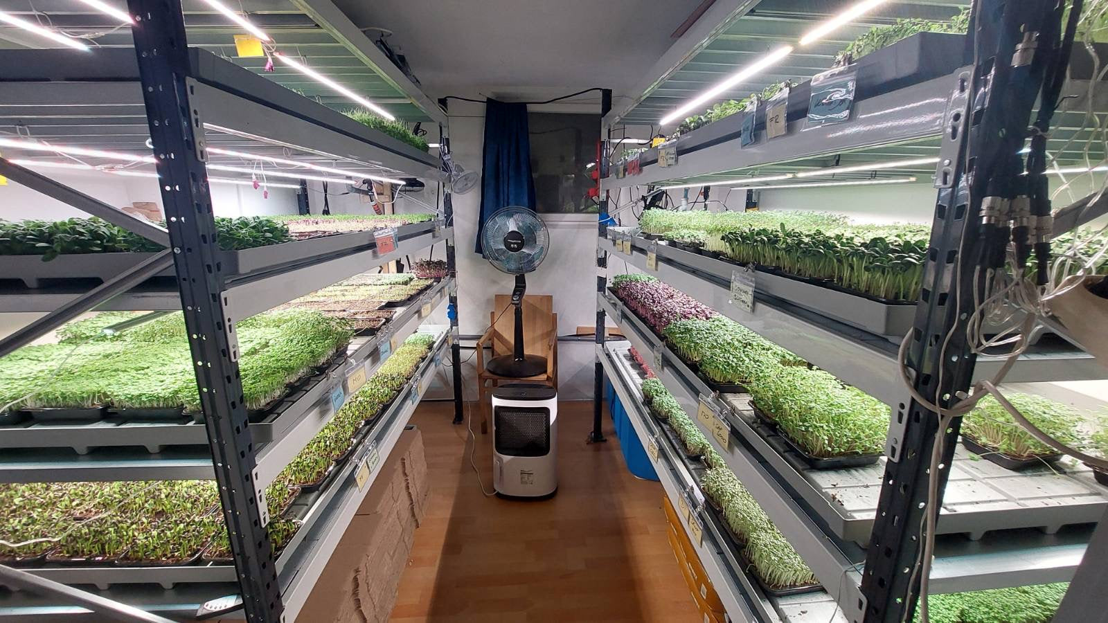 From 0-10.000€ in 6 months Growing Microgreens